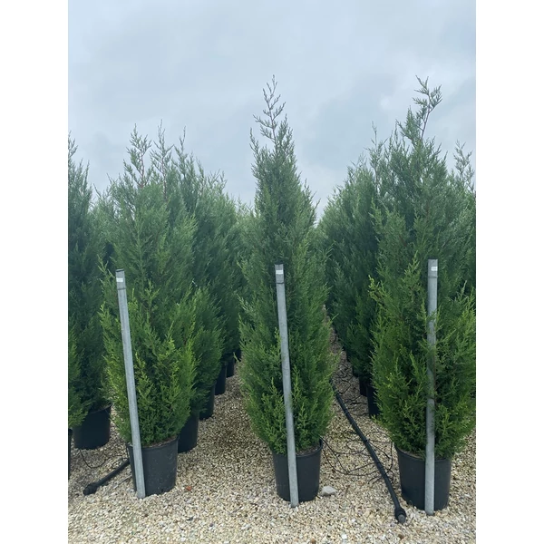Leyland ciprus   CUPRESSOCYPARIS LEYLANDII PYRAMIDALIS 200/250 K25
