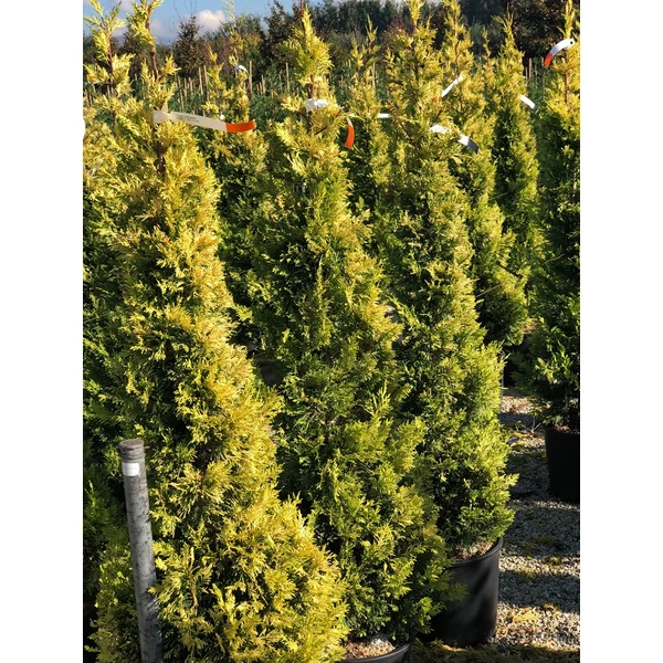 Arany lombú leyland ciprus CUPRESSOCYPARIS LEYLANDII GOLD RIDER 175/200 K25