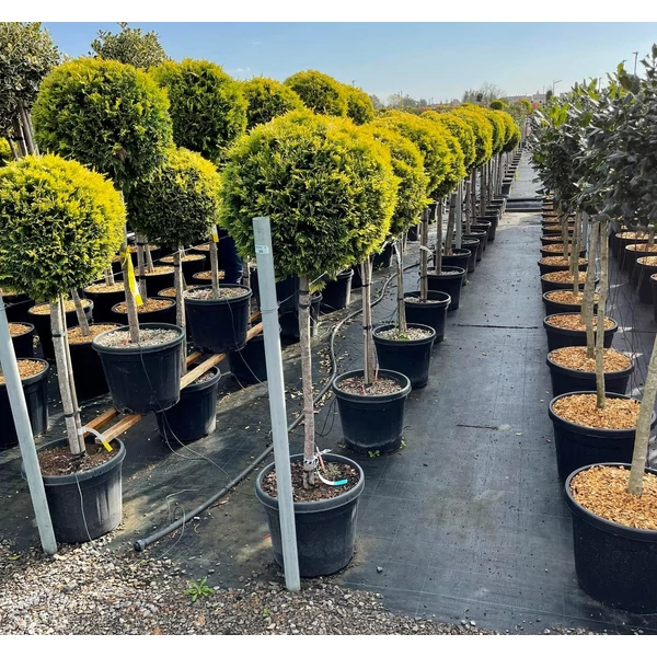 Arany lombú leyland ciprus CUPRESSOCYPARIS LEYLANDII GOLD RIDER T1/2 K30 