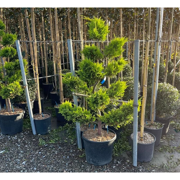 Arany lombú leyland ciprus CUPRESSOCYPARIS LEYLANDII GOLD RIDER BONSAI K35