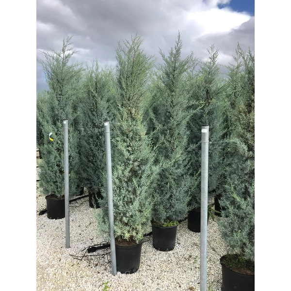 Oszlopos, kék arizoniai ciprus CUPRESSUS ARIZONICA FASTIGIATA 200/250 K25 