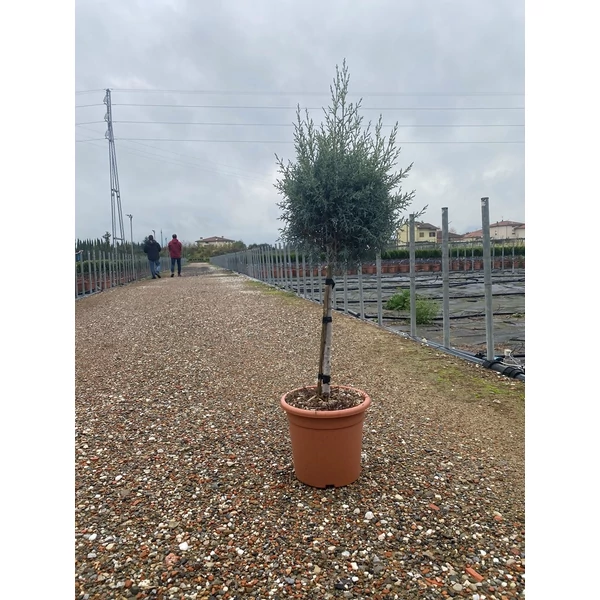 Oszlopos, kék arizoniai ciprus CUPRESSUS ARIZONICA FASTIGIATA T1/4 K9 