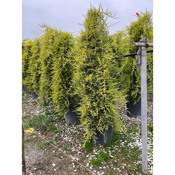 Arany monterey ciprus  CUPRESSUS MACROCARPA AUREA PENDULA 100/125 K15