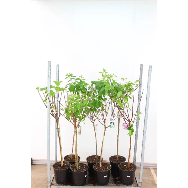 Bugás hortenzia HYDRANGEA PANICULATA FAJTÁK T70 K10