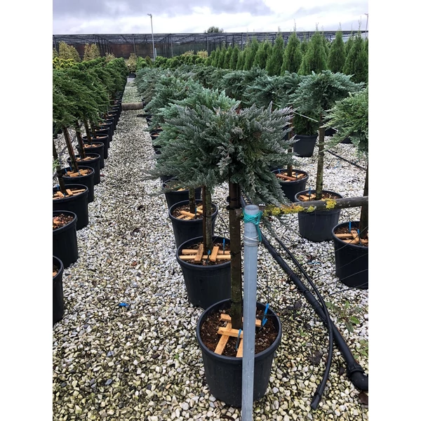 Kék kúszóboróka   JUNIPERUS HORIZONTALIS BLUE CHIP T1/4 K9