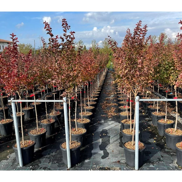 Kínai selyemmirtusz   LAGERSTROEMIA DYNAMITE T1/2 K15