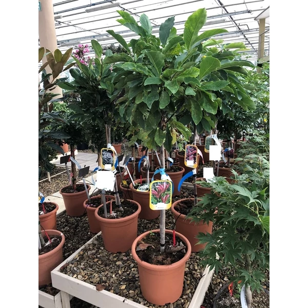 Liliomfa    MAGNOLIA SUSAN T1/4 K9