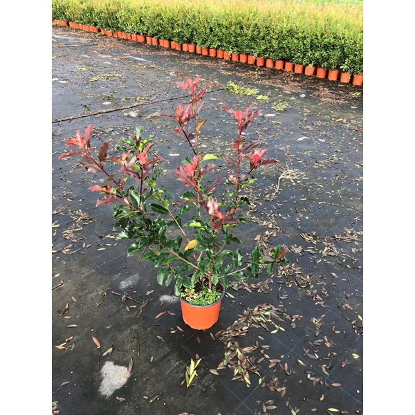 Örökzöld korallberkenye   PHOTINIA FRASERI PINK MARBLE K5 