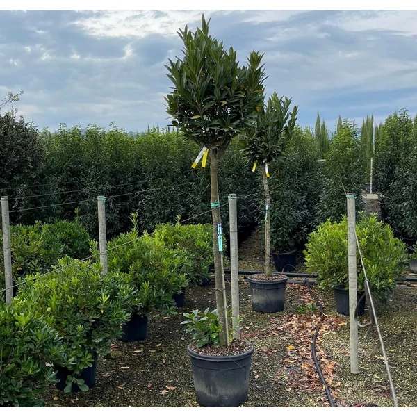 Babérmeggy    PRUNUS LAUROCERASUS RENAULT ACE T1/2 K55