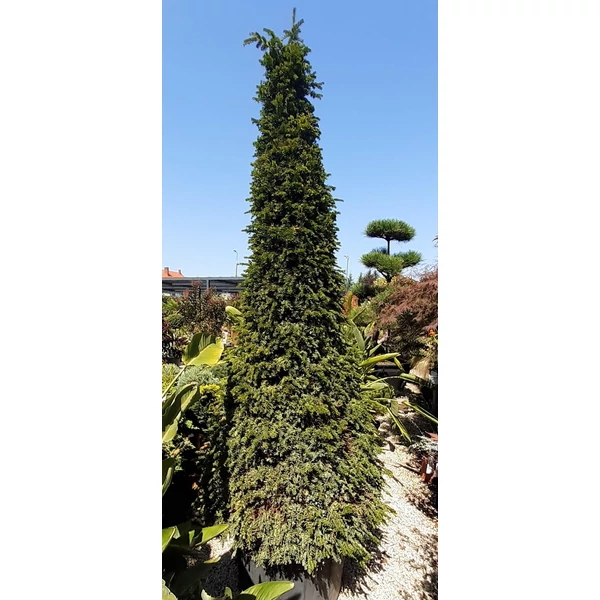 Közönséges tiszafa   TAXUS BACCATA KÚP K150 