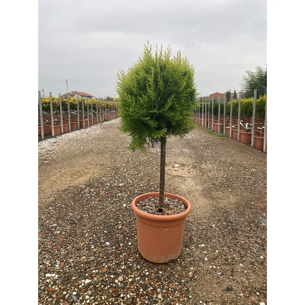 Aranylombú keleti tuja  THUJA ORIENTALIS COMPACTA AUREA NANA T1/4 K9