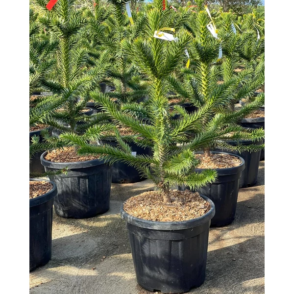 Chilei fenyő   ARAUCARIA ARAUCANA 70/80 K30