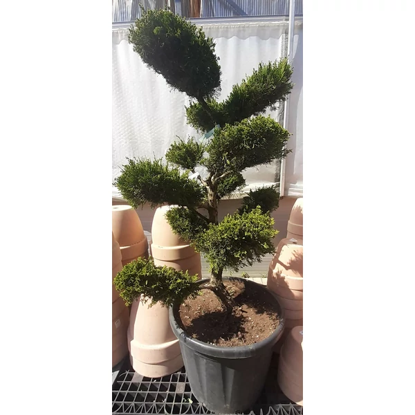 Terülő boróka   JUNIPERUS MEDIA MINT JULEP BONSAI 120/130 K110