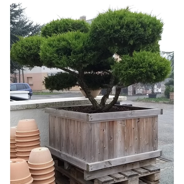 Arany boróka bonsai  JUNIPERUS MEDIA OLD GOLD BONSAI 100/125 80x80 FA KALODÁBAN