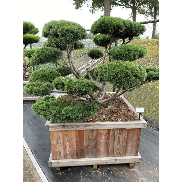 Törpefenyő    PINUS MUGO MUGHUS BONSAI 125/150 100x100 FA KALODÁBAN
