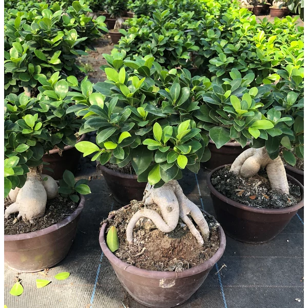 Fikusz bonsai FICUS GINSENG BONSAI 60CM K10