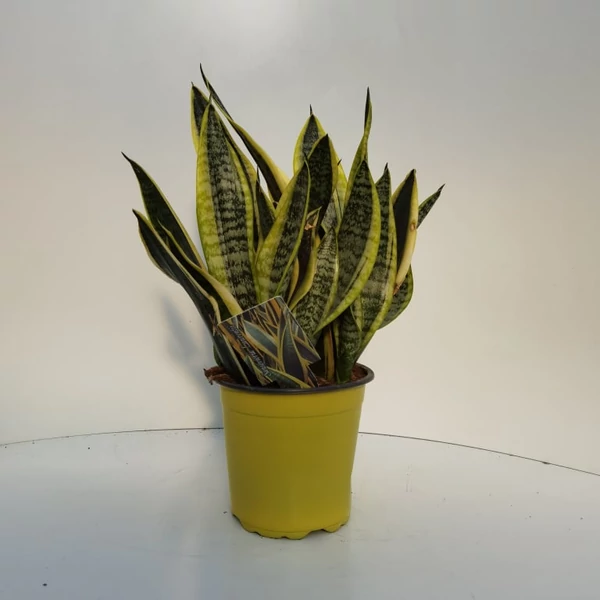 Anyósnyelv SANSEVIERIA 50CM ZÖLD CSERÉPBEN K3