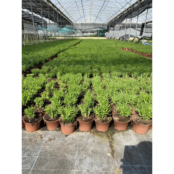 Fügekaktusz   OPUNTIA SUBULATA 50CM K1,5