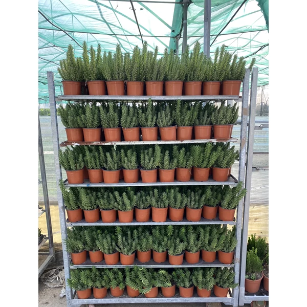 Fügekaktusz   OPUNTIA SUBULATA 60CM K3