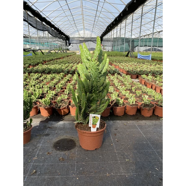 Fügekaktusz   OPUNTIA MONOCANTHA 50CM K3