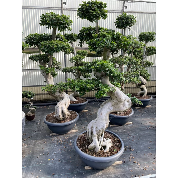 Fikusz bonsai FICUS GINSENG ÓRIÁS BONSAI 150/175CM K85