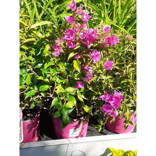 Murvafürt   BOUGAINVILLEA GLABRA SANDERIANA BOKOR K3