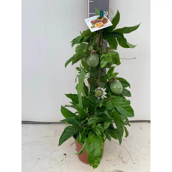 Golgotavirág   PASSIFLORA EDULIS (MARACUJA) PIRAMIS 70CM K5