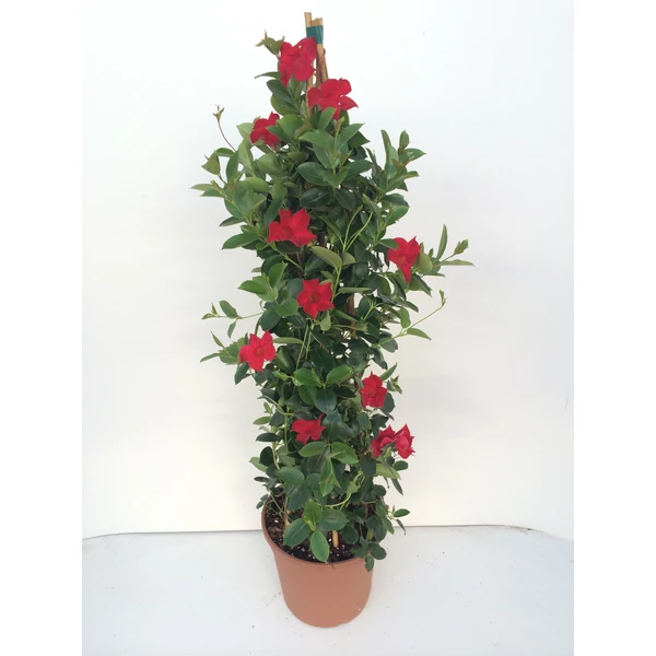 Tölcsérjázmin   SUNDAVILLE PIRAMIS 110CM K9