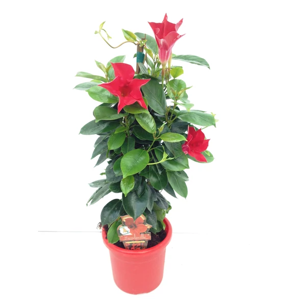 TölcsérjázminSUNDAVILLE PIRAMIS 50CM K1,5