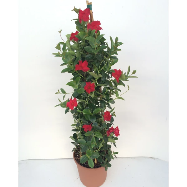 Tölcsérjázmin   SUNDAVILLE EARLY SCARLET PIRAMIS 110CM K9