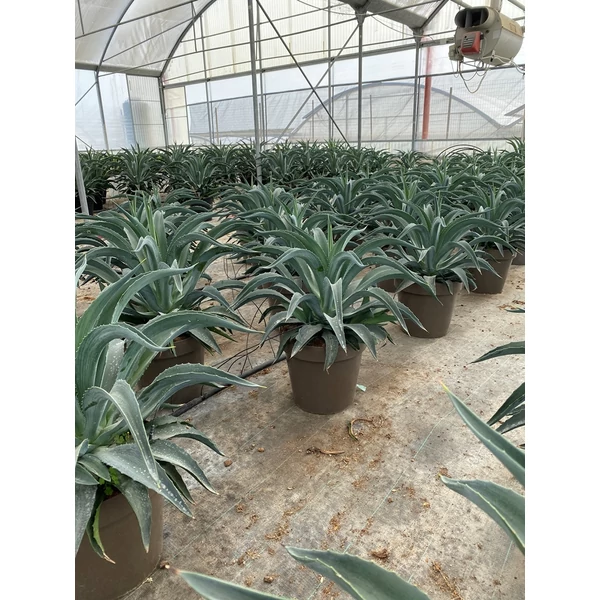 Agávé   AGAVE DESMETTIANA K13