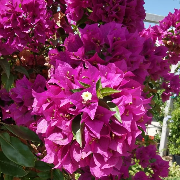 Murvafürt   BOUGAINVILLEA GLABRA SANDERIANA T1/4 K13