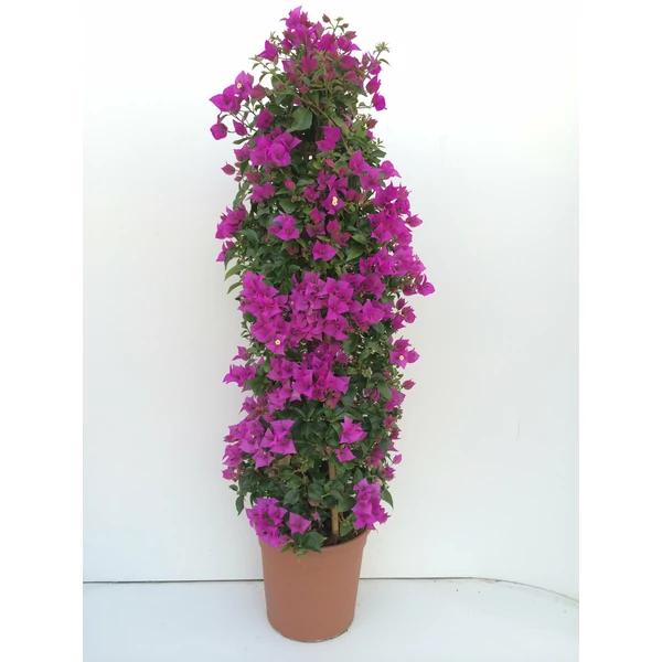 Murvafürt BOUGAINVILLEA GLABRA SANDERIANA PIRAMIS 110CM K9