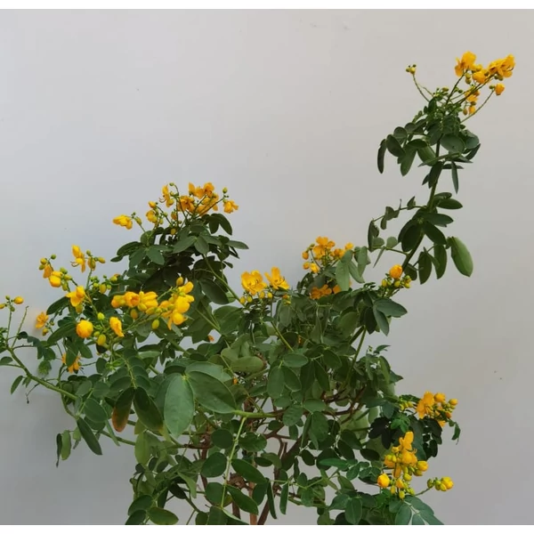 Szenna   CASSIA CORYMBOSA T1/4 K5