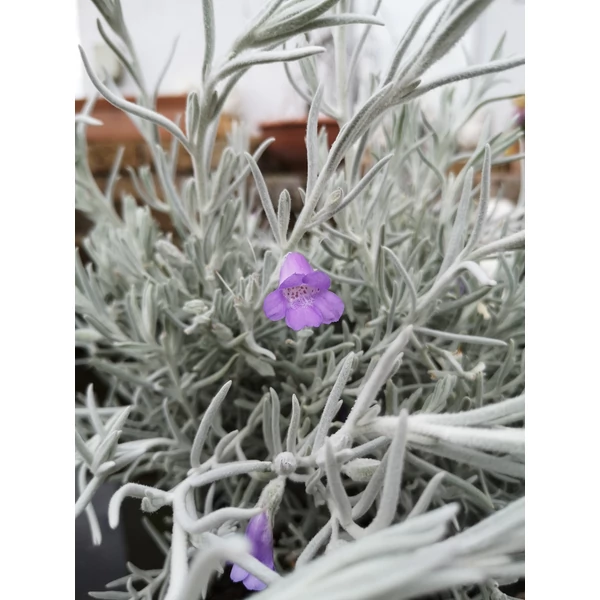 Nivea   EREMOPHILA NIVEA K10