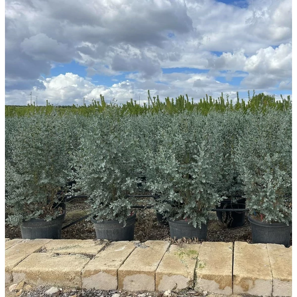 Havasi eukaliptusz EUCALYPTUS GUNNII AZURA K40