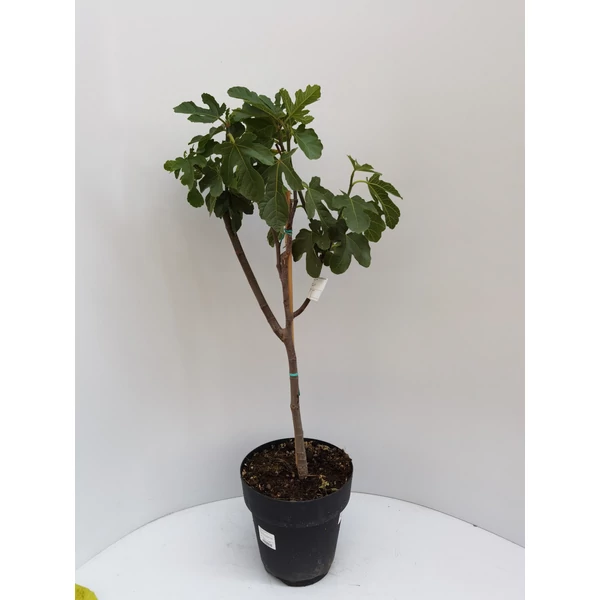 Brogiotto Nero füge FICUS CARICA BROGIOTTO NERO T1/4 K6