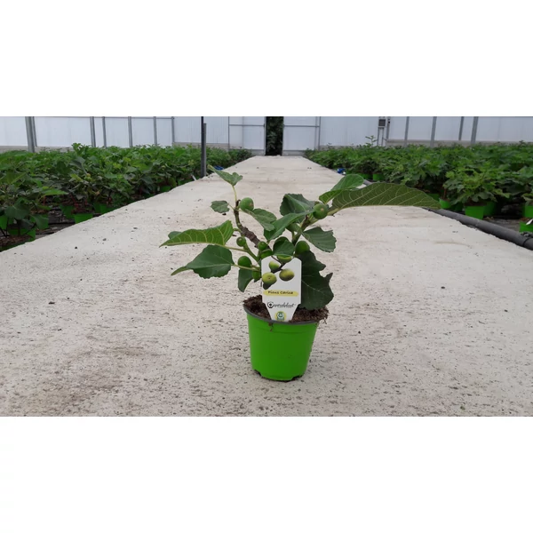 Füge Ficus carica