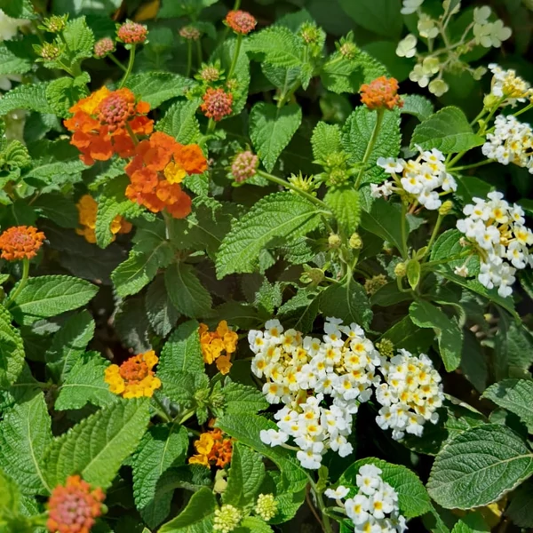 Sétányrózsa   LANTANA CAMARA ARANCIONE/ORANGE T1/4 K25
