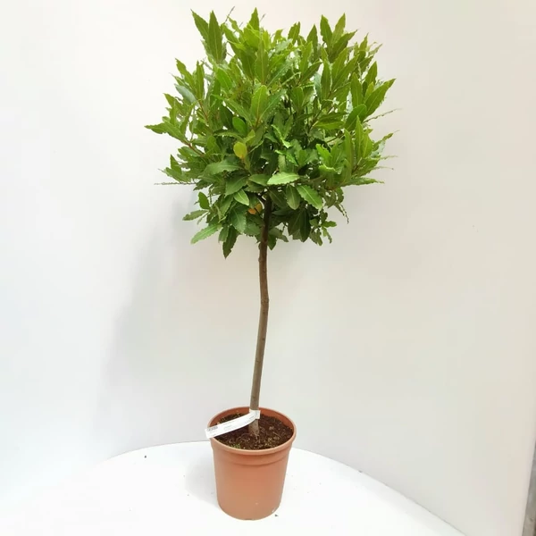 Fűszerbabér   LAURUS NOBILIS T1/4 K5