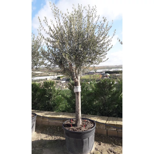 Olajfa   OLEA EUROPAEA T80 40/50 K180