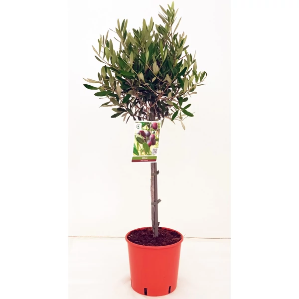 Olajfa   OLEA EUROPAEA T1/4 K7