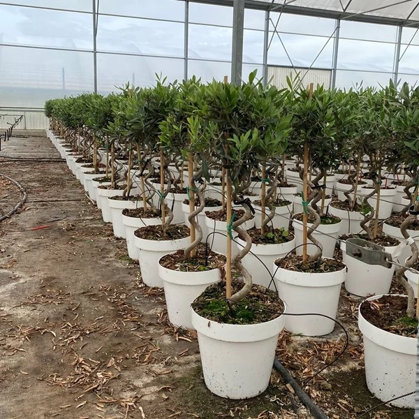 Olajfa    OLEA EUROPAEA SPIRÁL TÖRZSES K15