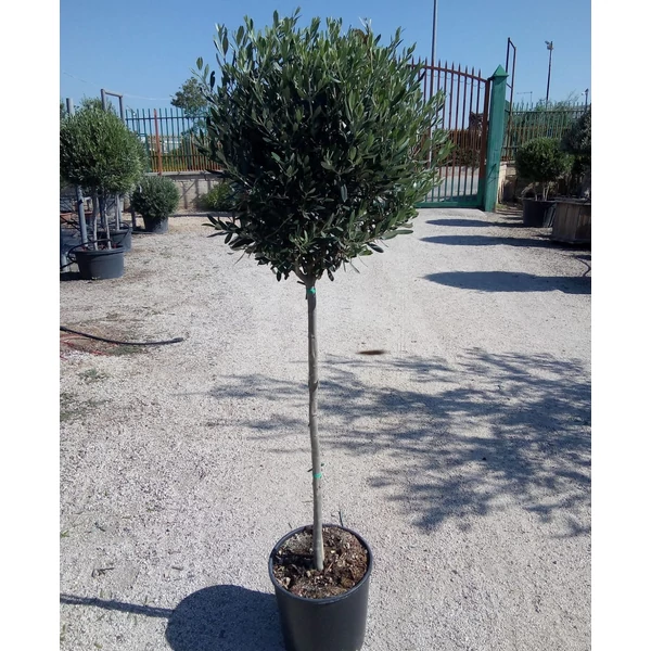 Olajfa   OLEA EUROPAEA T1/2 K20
