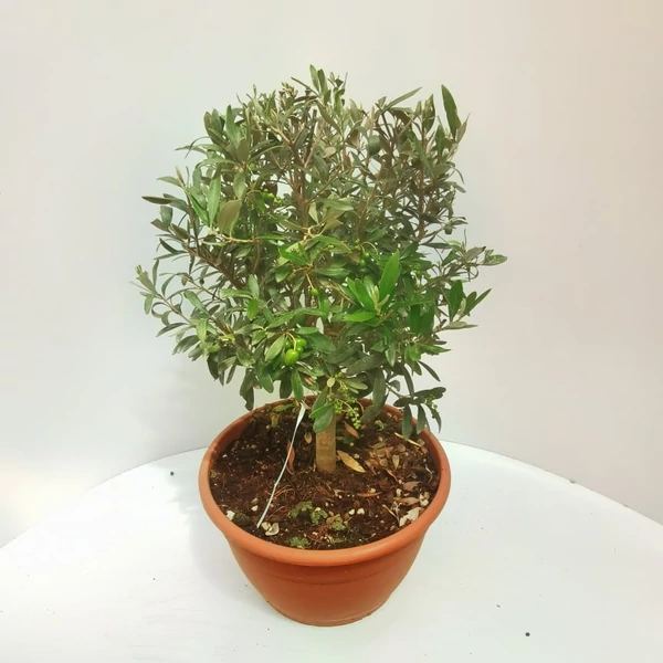 Olajfa    OLEA EUROPAEA BONSAI TÁLBAN K13