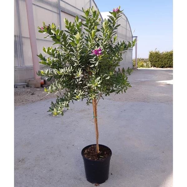 Pacsirtafű   POLYGALA MYRTIFOLIA T1/4 K6