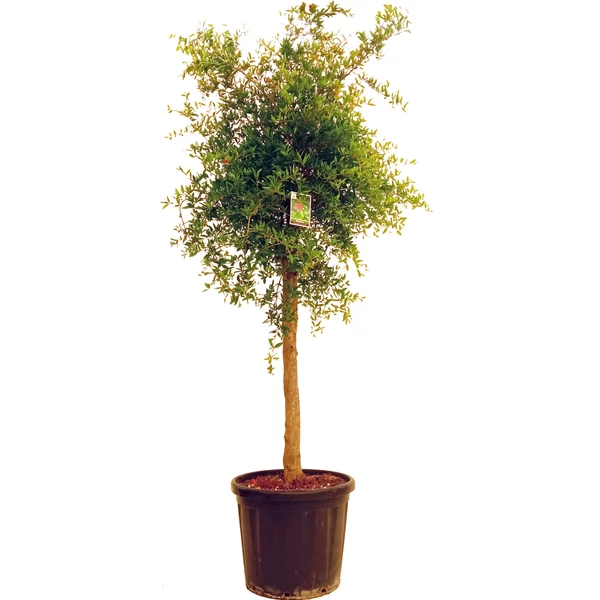 Gránátalma-termő PUNICA GRANATUM TERMŐS T1/2 K30