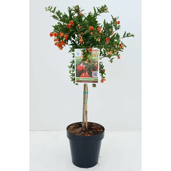 Törpe gránátalma  PUNICA GRANATUM NANUM MINI TÖRZS K5