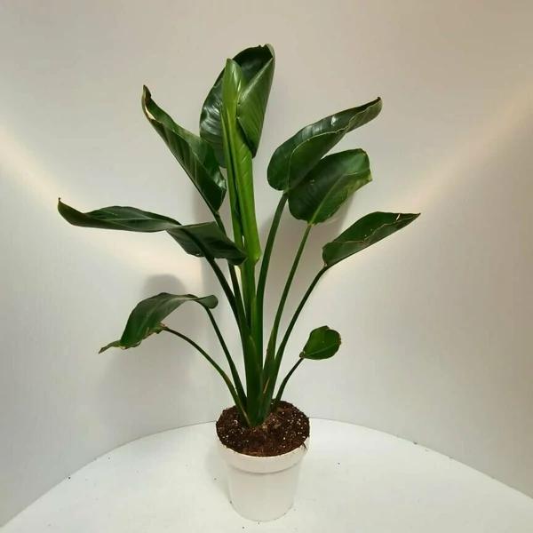 Papagájvirág   STRELITZIA NICOLA K60