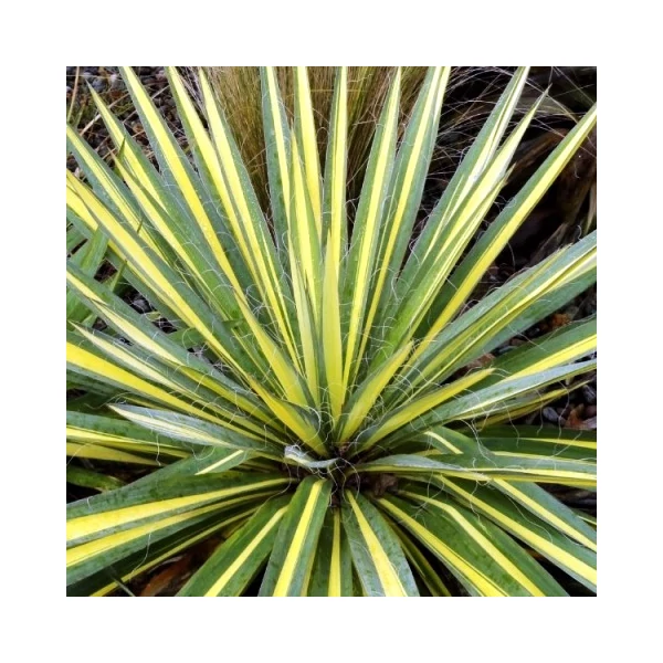 Tarka pálmaliliom   YUCCA FILAMENTOSA BRIGHT EDGE K20